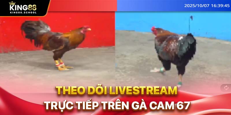 Theo dõi livestream trực tiếp trên gà cam 67